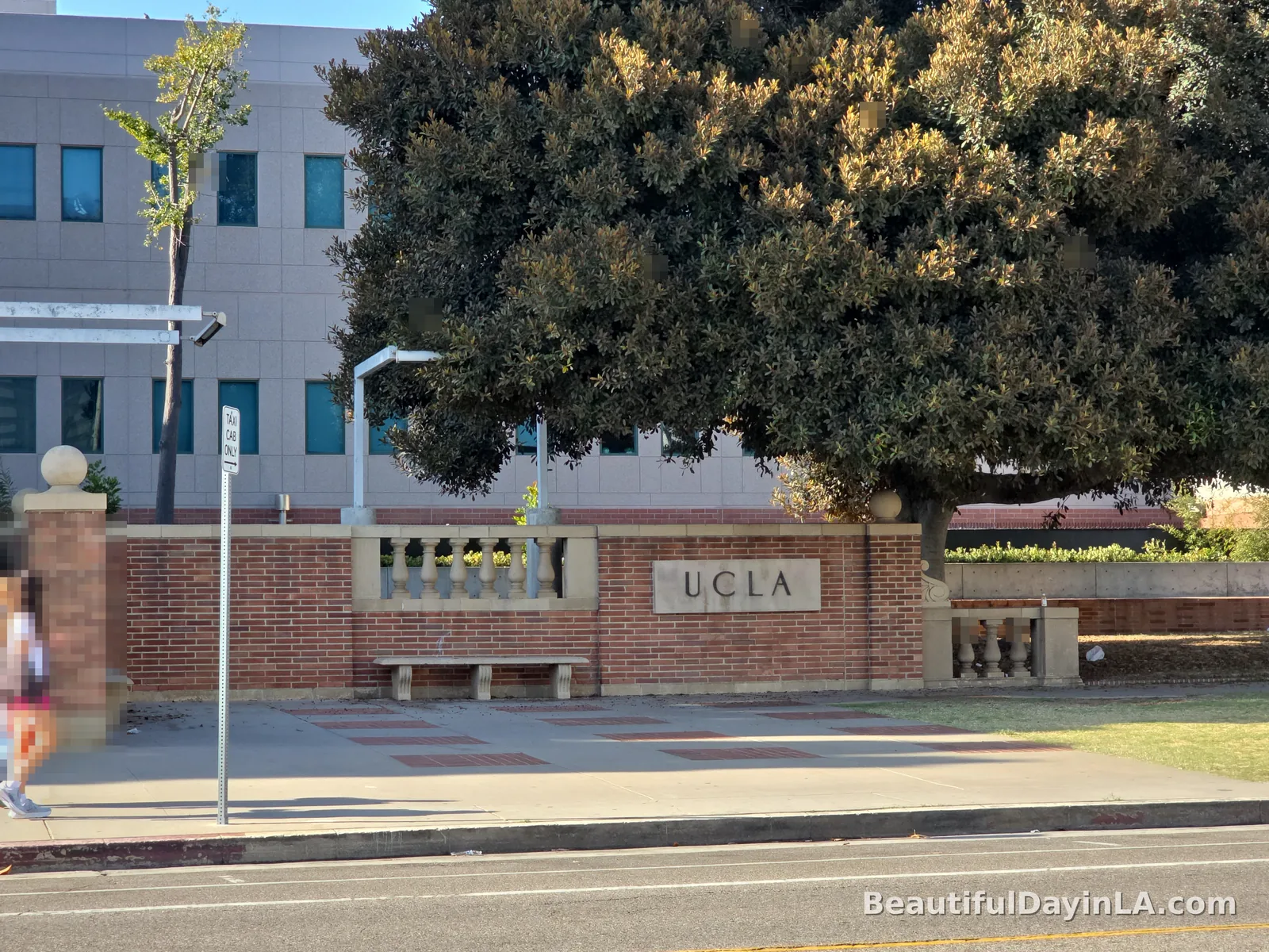 Mature trees lining Le Conte Avenue near UCLA and Westwood Village