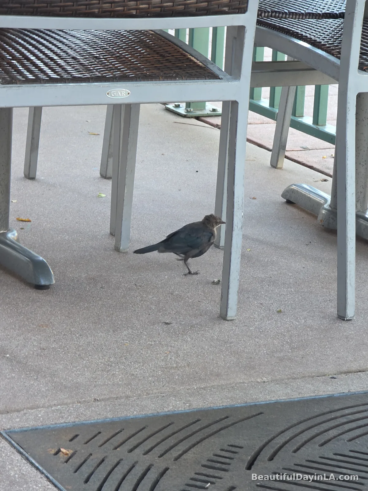 A small bird walking on the patio floor near the dining table